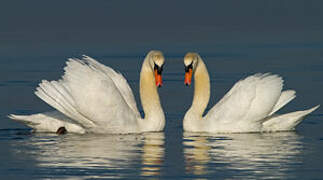 Cygne tuberculé