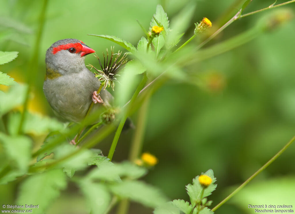 Red-browed Finch