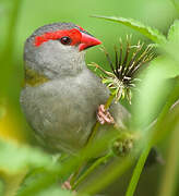 Red-browed Finch