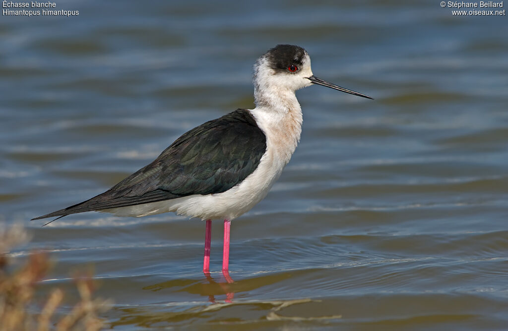 Black-winged Stilt