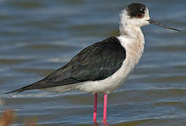 Black-winged Stilt