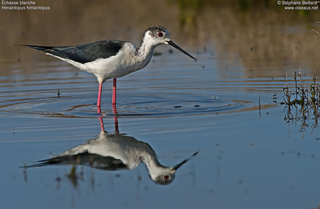 Black-winged Stilt