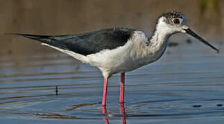 Black-winged Stilt