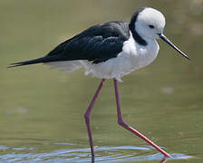 Pied Stilt