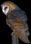 Western Barn Owl