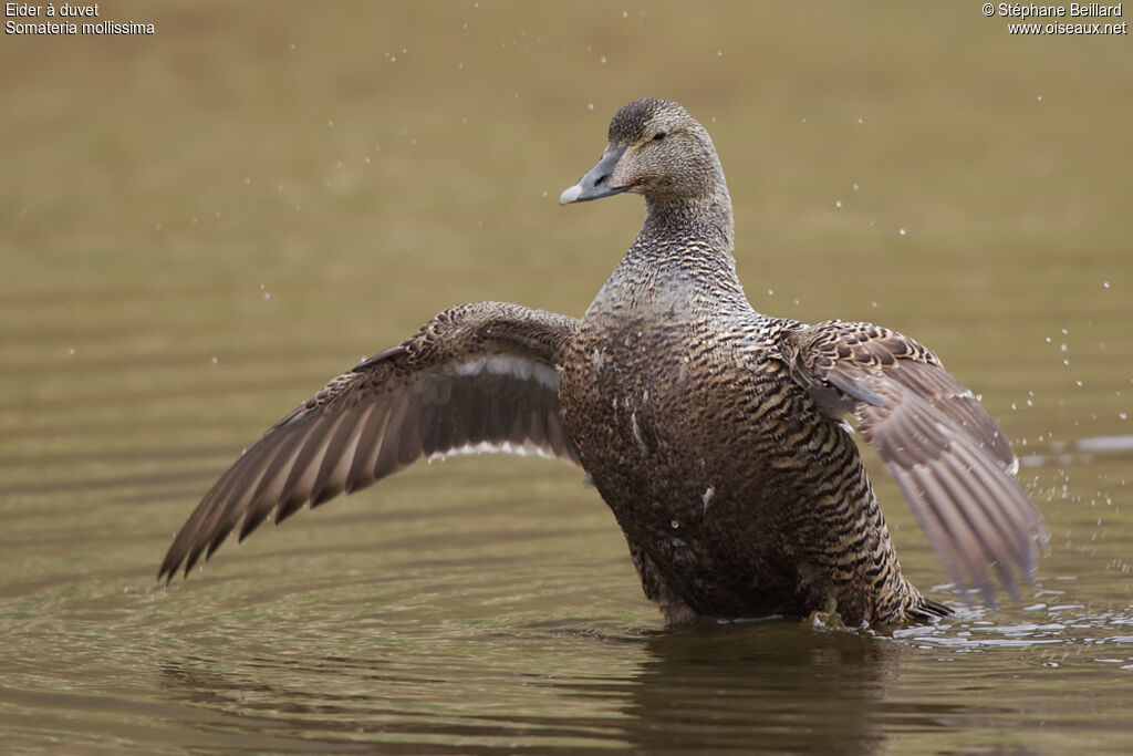 Common Eider female adult