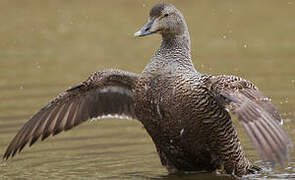 Common Eider