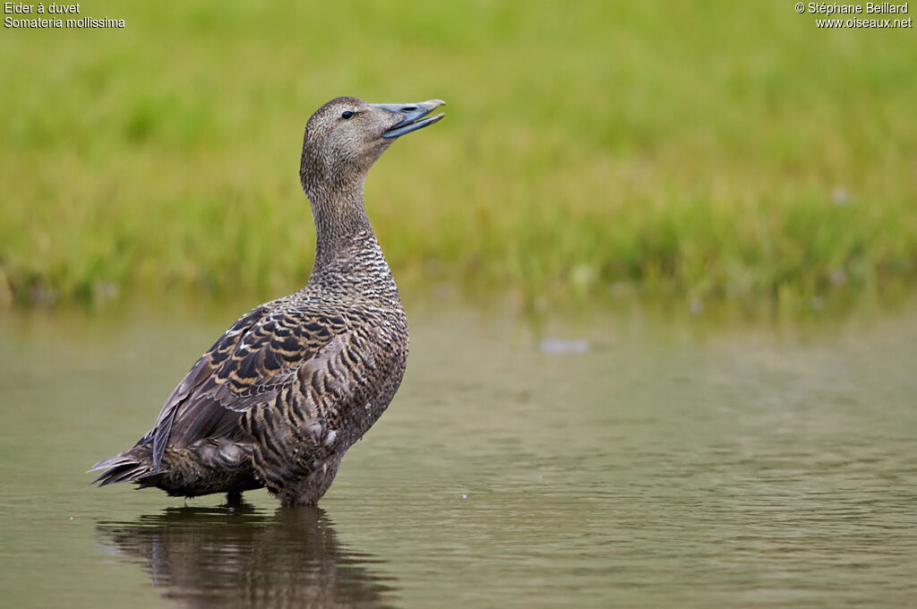 Eider à duvet femelle adulte