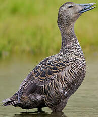 Eider à duvet