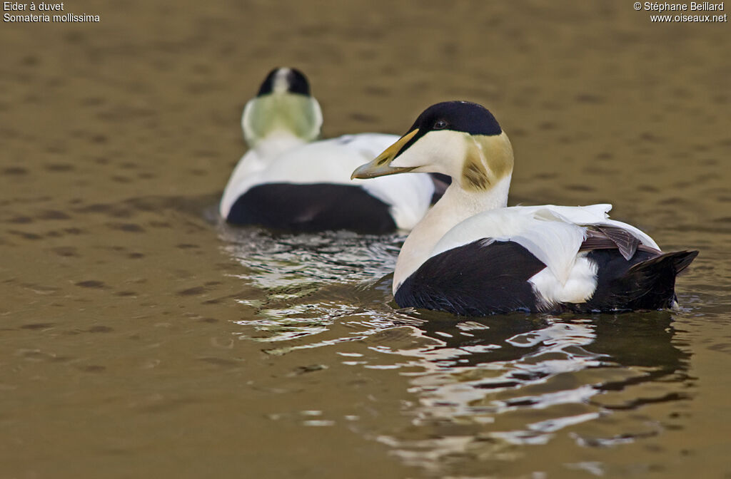 Common Eider male adult