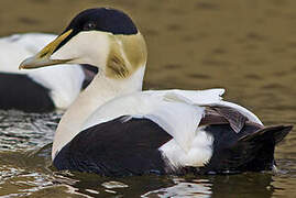 Eider à duvet