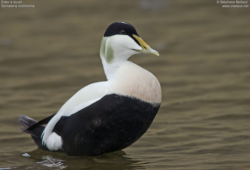 Eider à duvet mâle adulte