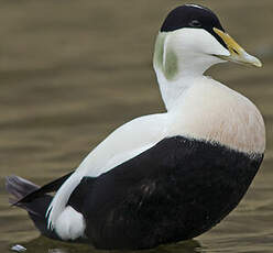 Eider à duvet