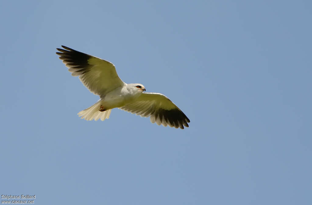 Black-winged Kiteadult, Flight