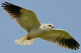 Black-winged Kite