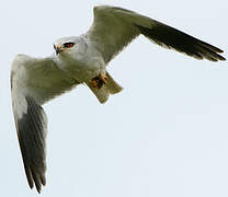 Black-winged Kite