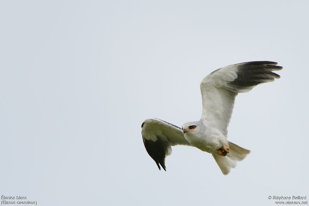 Black-winged Kite