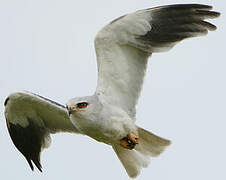 Black-winged Kite