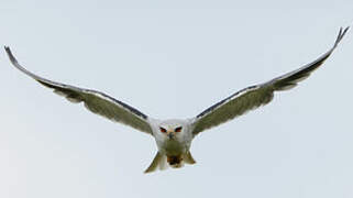 Black-winged Kite