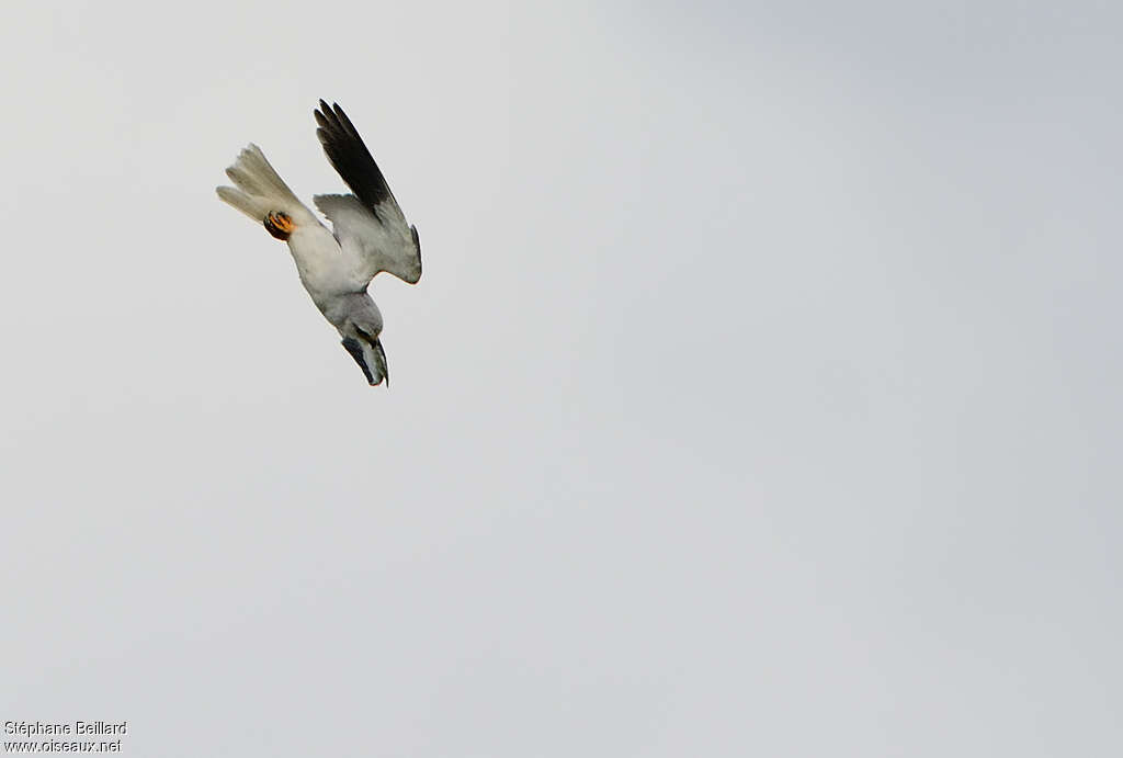 Élanion blancadulte, pêche/chasse