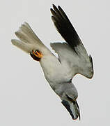 Black-winged Kite