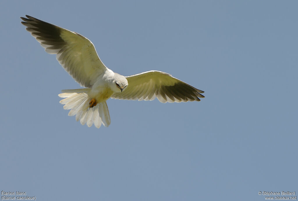 Black-winged Kite