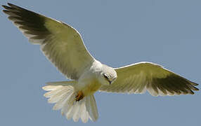 Black-winged Kite