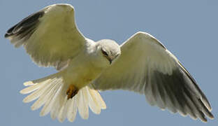 Black-winged Kite