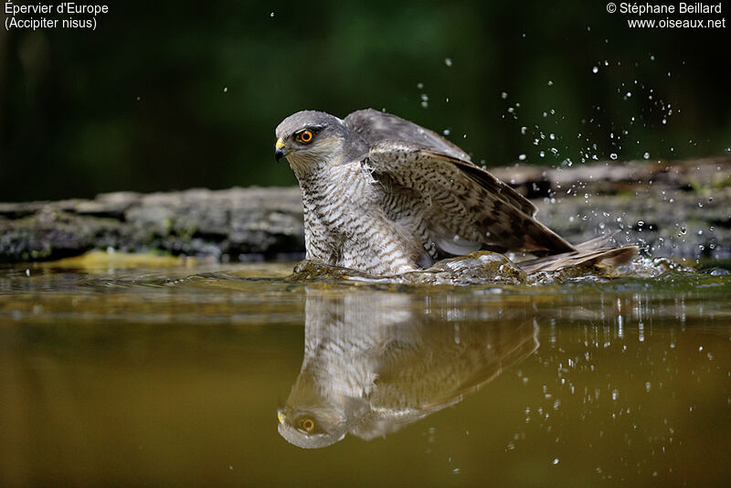 Eurasian Sparrowhawk male adult