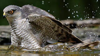 Eurasian Sparrowhawk