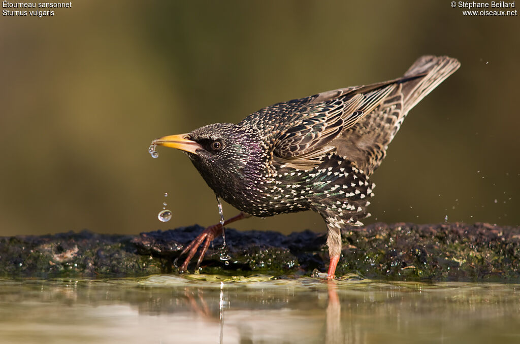 Common Starling