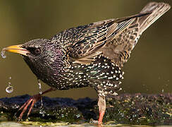 Common Starling