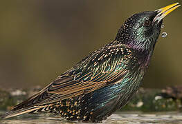 Common Starling