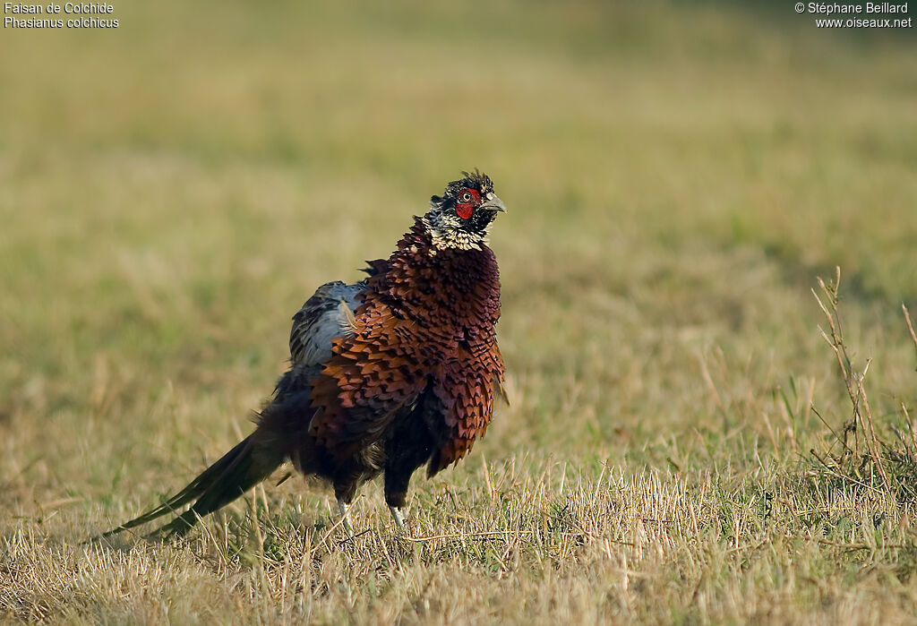 Common Pheasant