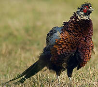 Common Pheasant