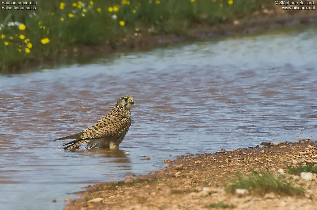 Faucon crécerelle