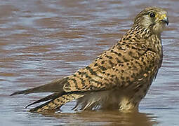 Common Kestrel