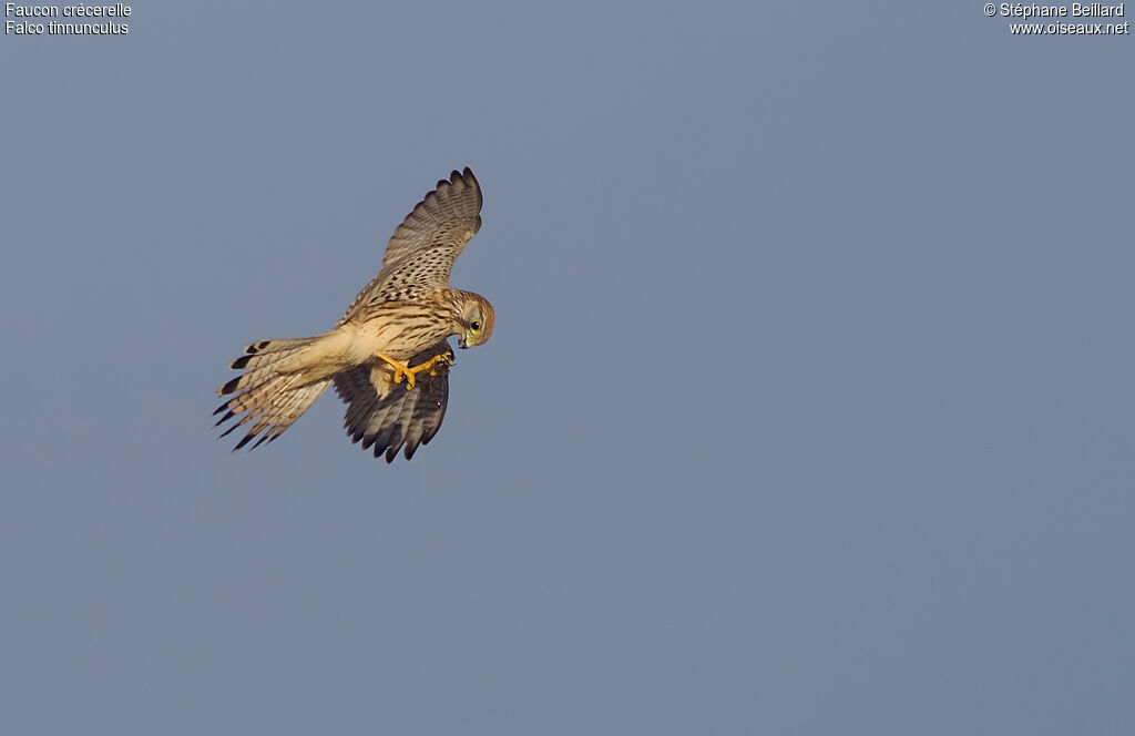 Common Kestrel