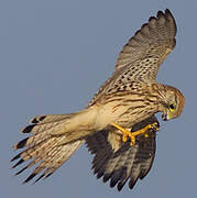 Common Kestrel