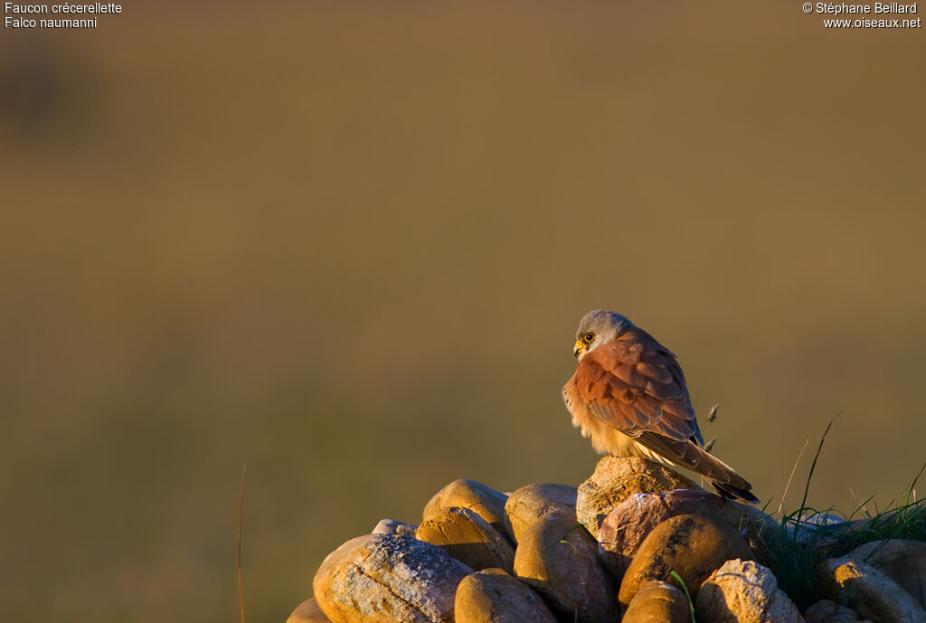 Lesser Kestrel male adult