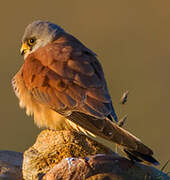 Lesser Kestrel