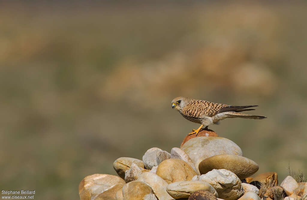 Lesser Kestrel female adult, habitat