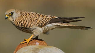 Lesser Kestrel