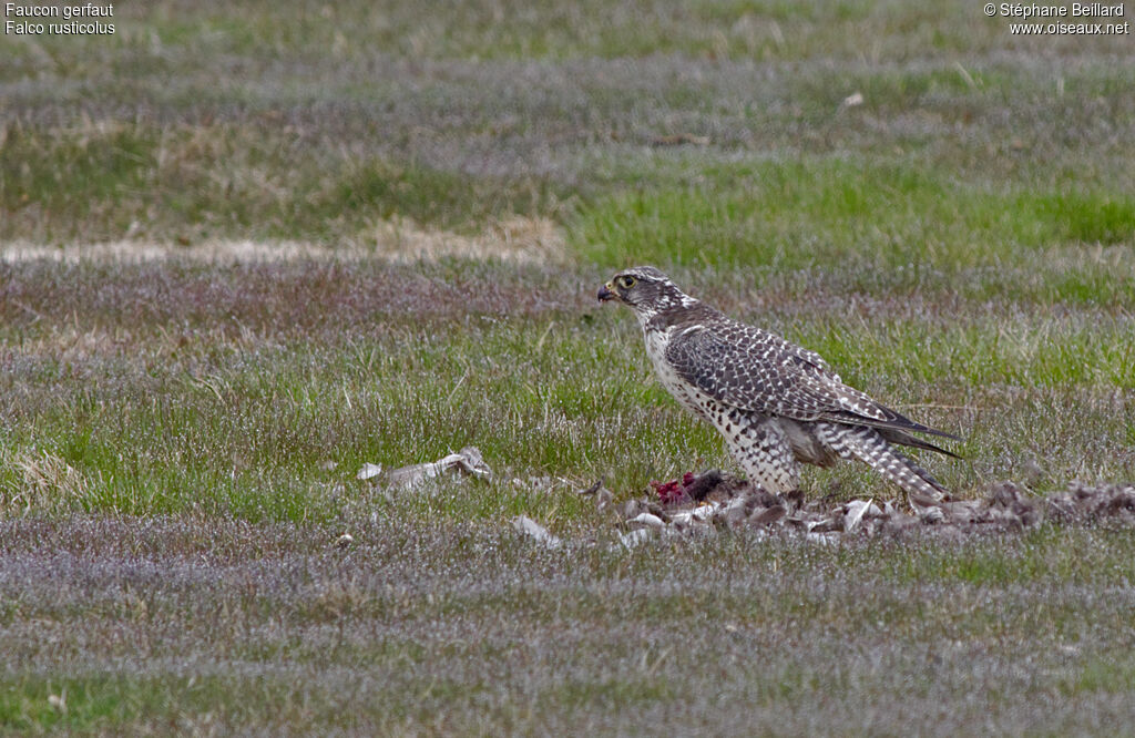 Faucon gerfautadulte, identification