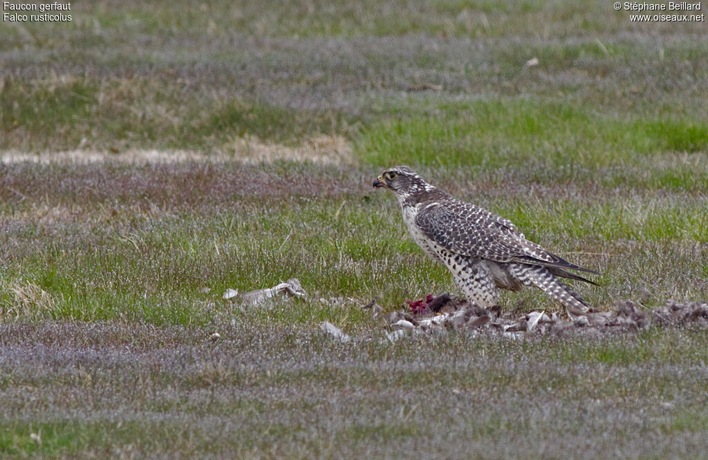 Faucon gerfautadulte, identification