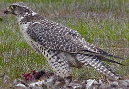 Gyrfalcon