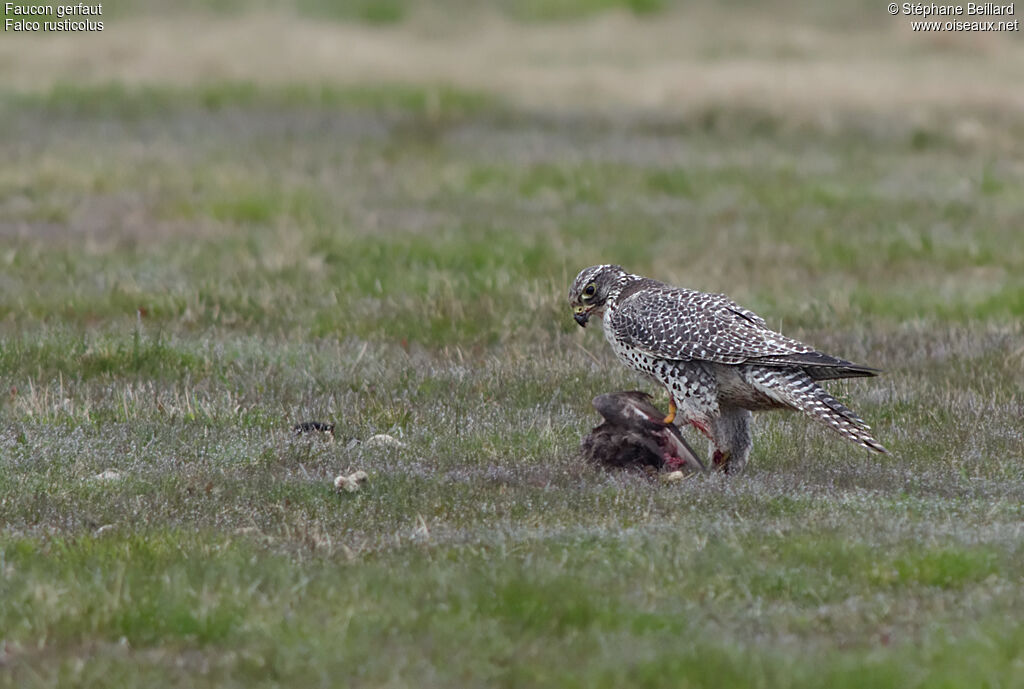 Faucon gerfautadulte, pêche/chasse, mange