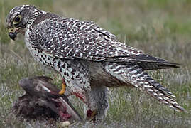 Gyrfalcon