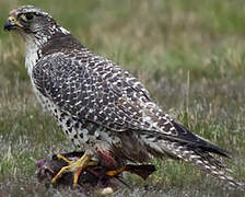 Gyrfalcon