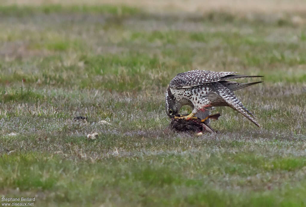 Faucon gerfautadulte, régime, mange